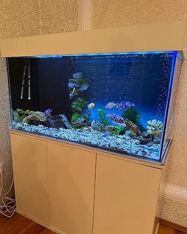 baliq tutanar: . Salam.Akvarium altligilə birlikdə satilir Uzunlugu 1.20 Eni 50 — 2