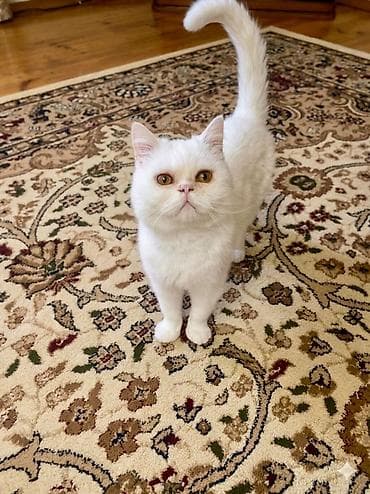 Digər: Satilir.9 ayliqdi.Cinsdi.Ata pers ana wotland.Qum terbiyesi var — 2