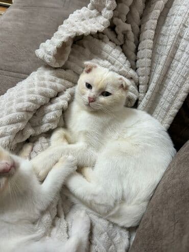 qurd dermani: Şinşilla, Erkək, Yaxşı əllərə, Ödənişli çatdırılma — 1