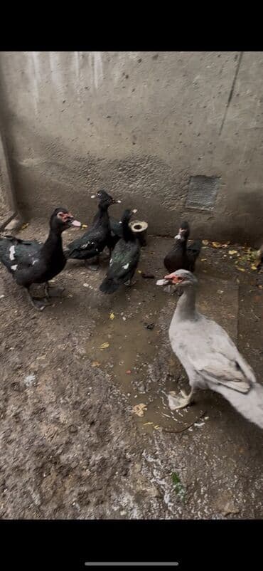 Dovşanlar: Salam 4 qara zumrudu feresi 1 dene qara zumrudu erkeyi 2 dene — 7