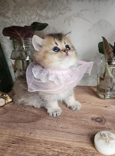 pişiy: Britan — 2