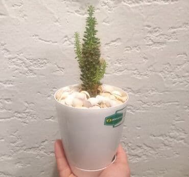 kiraye 1 otaq evler: Kaktus

Ünvan Günəşli

Çatdırılma Metro Sos 2azn — 1