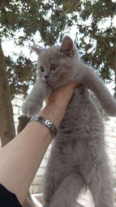 британская кошка купить: Британская — 2