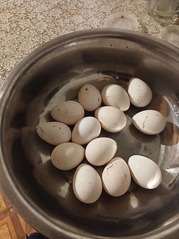 ucuz dik: Kanada induwqalari tam mayalali yumurtalari. Təsvir: - Ev şəraitində — 2