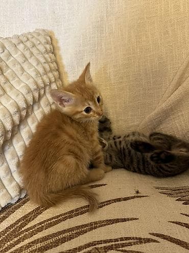 pişik balaları: Tabbi, Erkək, Dişi, Yaxşı əllərə, Ünvandan götürmə — 3