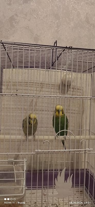 Dalğalı tutuquşu cütü və qəfəs dəsti - Növ: Budgerigar (dalğalı