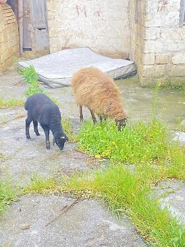 mal bazari: Teclii satlır reyal alcı buyursun — 1