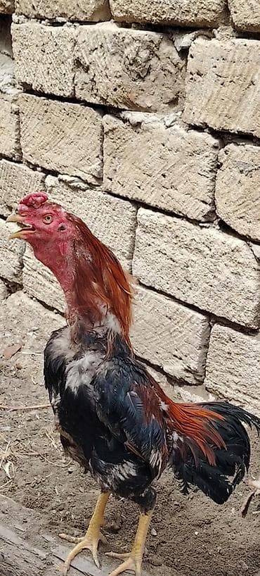 bala ördək: Salam Təmiz qan heyrati xoruzu satiram cavan heyvandi saglamdi təmiz — 2