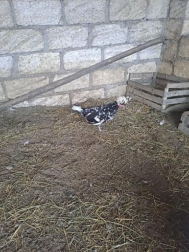 hind qusu satisi: Toyuq, Damazlıq — 4