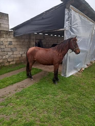 Птицы: At satılır – qırmızı-kəhvəyi rəngdə at - Cins: yerli tip (şabalıdı — 2