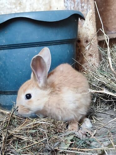 dovşan: Ev südlü-qızılı rəngdə dovşan balası, 3 ədəd - Cinsi: dekorativ/ev — 5