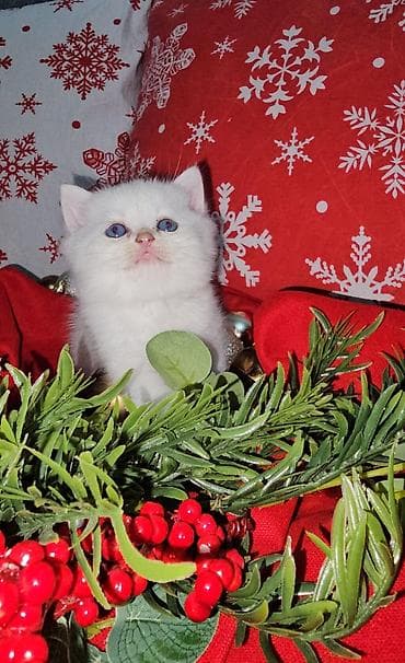 cins qazlar: Şotland yastı qulaq — 6