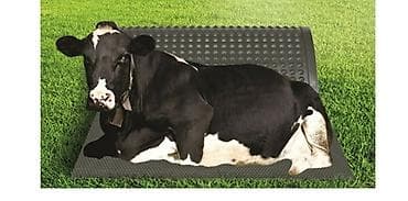 Рогатый скот: Heyvan rezinleri Heyvan yatakları heyvan döşəkləri Yeni Türkiyə — 2