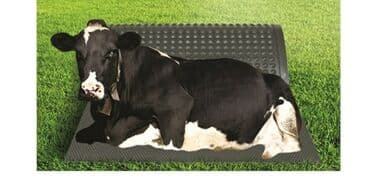 Heyvan yatakları. Heyvan döşəyləri Heyvan yataqları. Türkiyə lalafo.az -da Heyvan yatakları. Heyvan döşəyləri Heyvan yataqları. Türkiyə