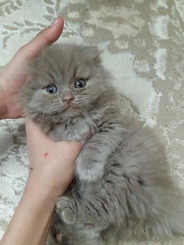 mini spic: Şotland uzun tüklü — 3