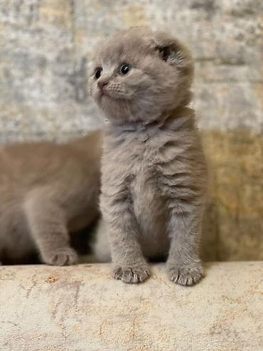 pisik cutlesme: Şotland — 2