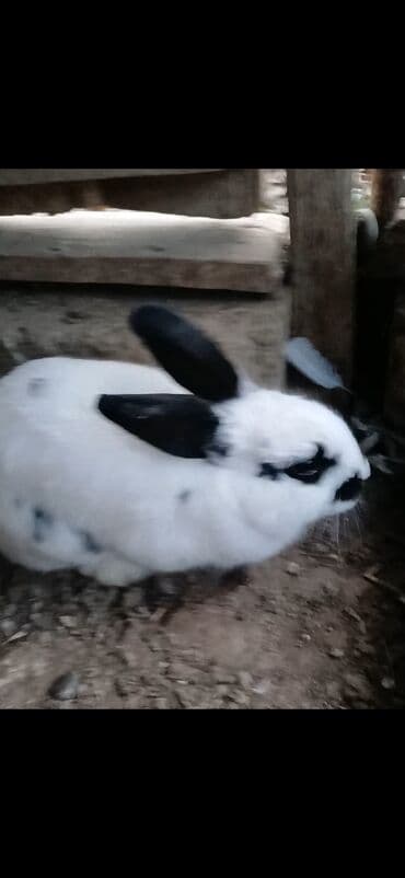 pişik satışı bakı: Məhsul: Ev yetişdirilən dovşanlar Təsvir:1 erkek 4 disi 50azn - — 3