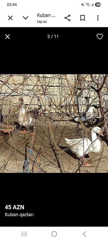 Digər kənd təsərrüfatı heyvanları: Kuban qazları – 45 AZN • Cins: Kuban • Rənglər: ağ və boz-qəhvəyi — 7