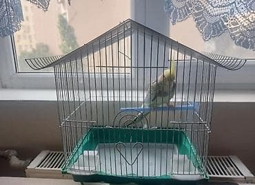 bulbul satılır: Danışan korella satılır qəfəsləbirge sağlam quşdur sağlamlığına — 2