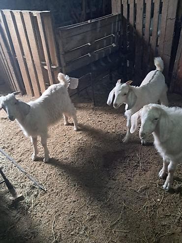 Mal-qara: Salam. 3 ayliq erkek Saanen rus keci balalari satilir. Saglam — 10