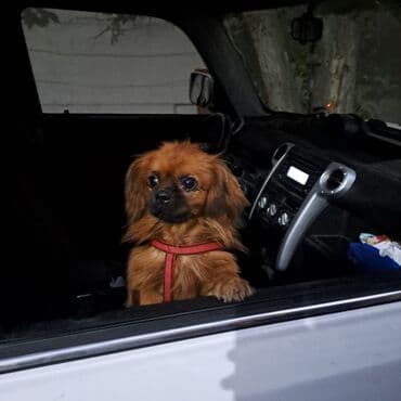 boyuk itler: Pekines — 2