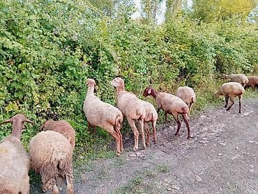 mal bazarı: Qoyun sürüsü satılır.76 başdan ibarətdir.Şəkillərdə göründüyü kimi — 2