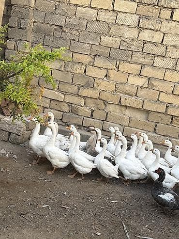 qu qazi: Qaz sürüsü – ağ və boz rəngli yerli ətlik-yumurtalıq qazlar - Say — 5
