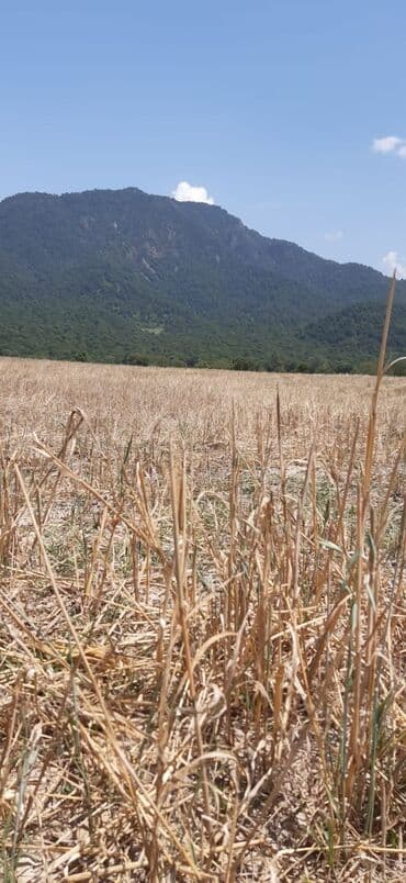 xacmaz torpaq satilir: 45 sot, Kənd təsərrüfatı, Mülkiyyətçi, Kupça (Çıxarış) — 5