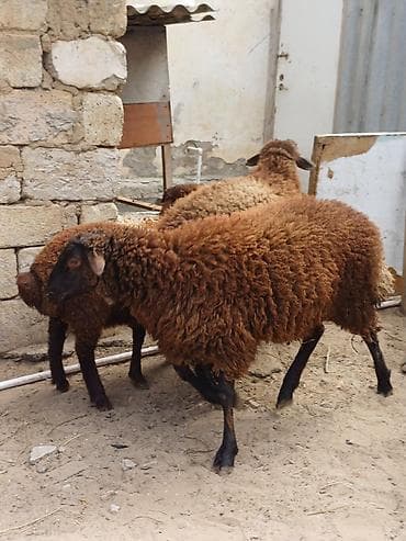 qoyun: Quzular 5-6 ayliqdilar erkəkdilər xüsusi bəslənirlər meyvə tərəvəzlə — 7