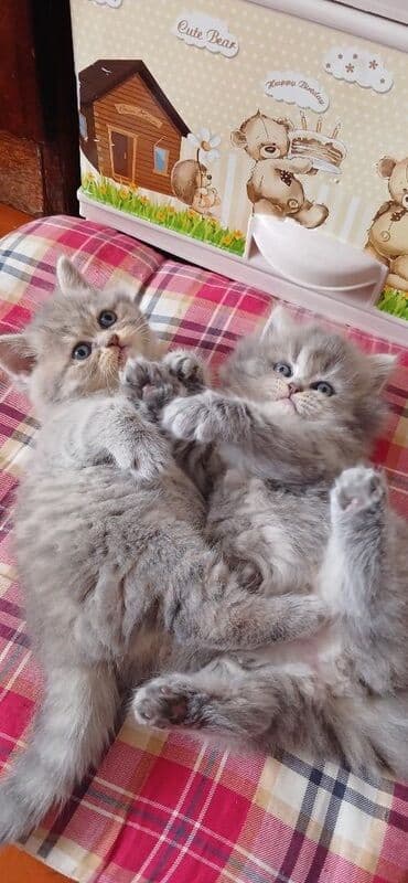 вислоухий кот цена: Шотладская вислоухая — 3