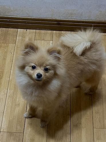 spits itleri: Şpitz — 1