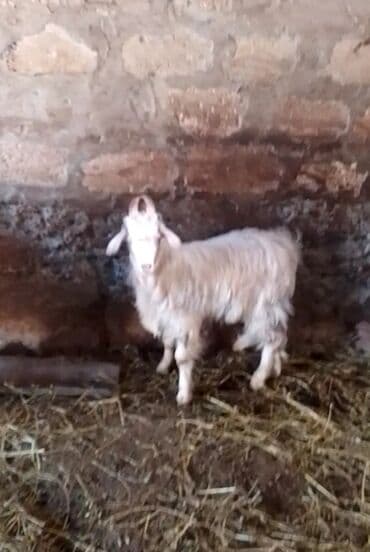 купить кролика в баку: Ağ rəngdə, uzun tüklü ev keçisi - Növ: yerli/angoraya oxşar uzun tüklü — 2