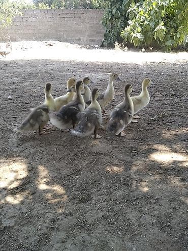 Утки: Lal ördək 25 günlük cins lavanda,zümrüdü. Razılaşma yolu ilə — 1