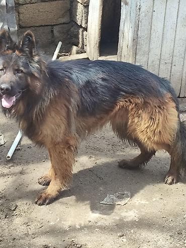 İtlər: Alman çoban iti, 1 il, Erkek, Sənədli, Ünvandan götürmə, Pulsuz çatdırılma, Ödənişli çatdırılma — 4