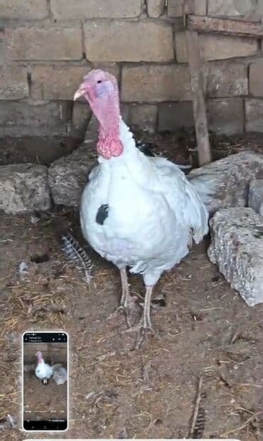 Meyvə və giləmeyvə: Məhsul: Hind quşu yumurtaları,kanada bronz,agir çəkili,temiz — 1