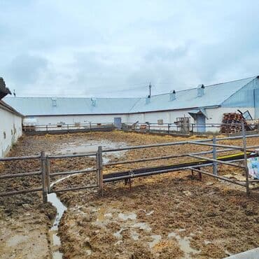 vasitəcisiz birbaşa sahibindən mənzil kirayələmək: Kənd təsərrüfatı, Mülkiyyətçi, Bələdiyyə, Kupça (Çıxarış) — 9
