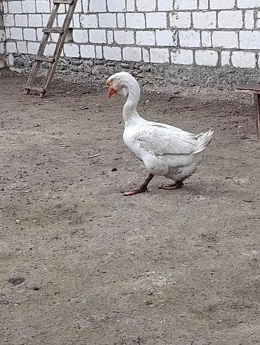 Inəklər, öküzlər: Erkək, | Xolmogor, Damazlıq, Ödənişli çatdırılma — 2