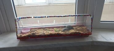 рынок животных в баку: Rus quru tısbağaları– evdə saxlanılan, sakit və az qayğı tələb edən — 6