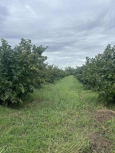 ismayıllı ev satılır: 3 otaqlı, 100 kv. m, Yeni təmirli — 10