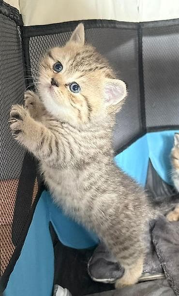 pişik eşyalari: Britan — 2