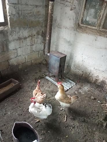 Atlar: Toyuq, Damazlıq, Ünvandan götürmə — 3