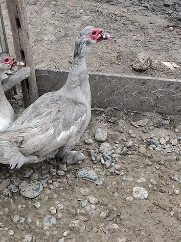 Musk ördəkləri (bildiyiniz kimi “Hind ördəyi”) – boz/ağ çalarlı