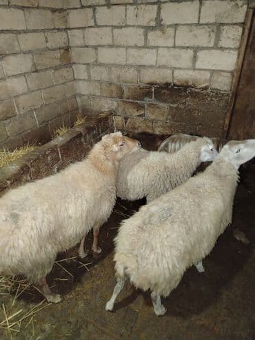 keçi balası: Qoyun və keçi sürüsü Təsvir: - Şəkillərdə olan heyvanlar birlikdə — 6