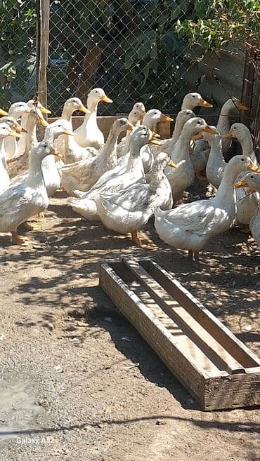 ordek balasi nece gune cixir: Ag ordeklerdi 5ayliqdirlar bir iki aya yumurta da verecekler biri 13 — 2