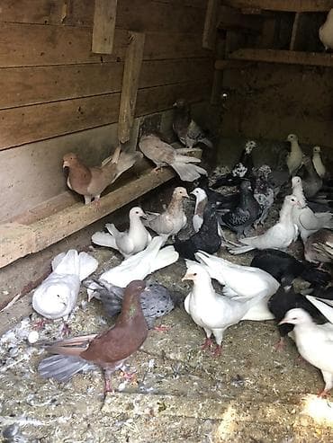 ev qus: Salam razılaşma yolu ile elaqe saxlayın Satışa müxtəlif rəng və cinsdə — 5
