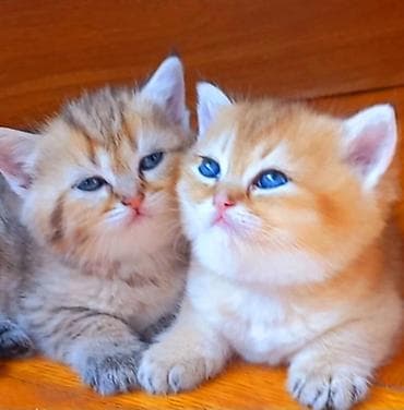 Britan, Erkək, Dişi, Yaxşı əllərə, Ünvandan götürmə