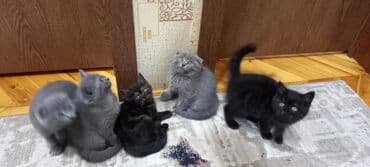 pişik cutleşdirme: Britan, Erkək, Ünvandan götürmə — 5