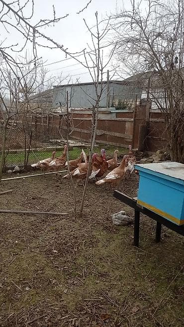 Животные: Самец, Для разведения — 1