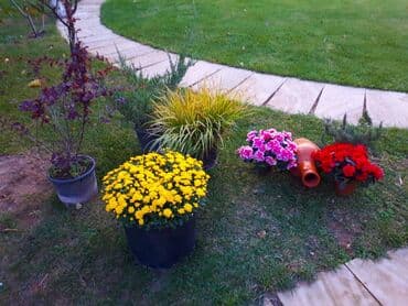 kirdite evler: Novxanıda, Prezident aparatı bağları yolunda, 9 sot torpaqda — 9