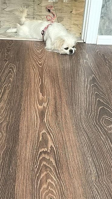 Собаки: Пекинес, 8 месяцев, Самка, Бесплатная доставка — 8